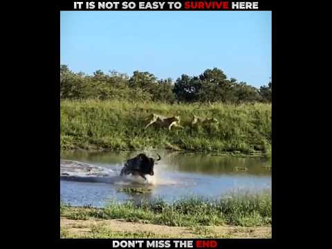 Wildbeest Do or Die Moment #viralshorts #shorts #animalshorts #ytshorts #wildlife #animal #lion