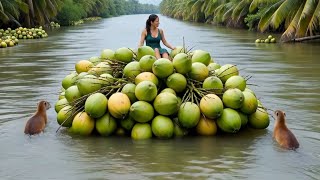 Farming Innovation Harvesting Coconut