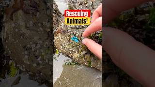 Rescuing Cute Squishy Sea Animals! 🥰 #animals #nature #shorts