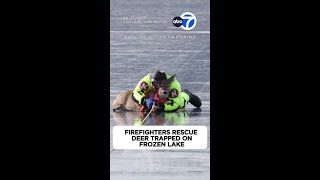 Firefighters rescue deer trapped on frozen lake