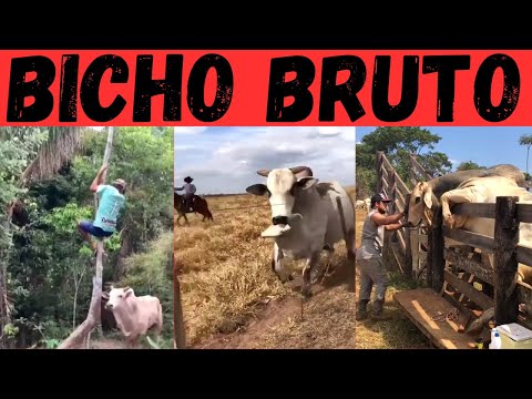 NELORE sendo NELORE. Brutos e mansos!