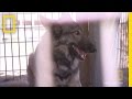 Animal Behavior and Trust Building