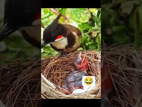 Mi mama: Qué exagerado eres 😂 #humor #viral #reels #selva #shorts  #funny #fyp  #risas