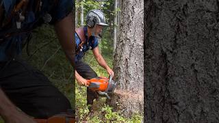 Husqvarna 564 XP #logger #husqvarna