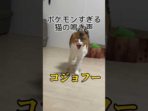 ポケモンみたいな鳴き声する猫