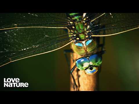 Insect Hunters: The Planet's Real Overlords | Wild Hunters 107