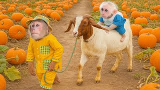 CUTIS's journey taking care of baby monkey!🥰🙈