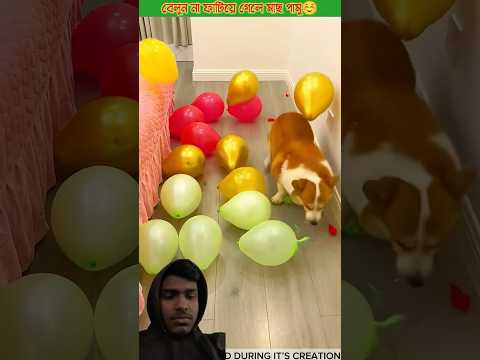 Introducing the "VitaWear SmartBand," a next-generation wearable gadget#shortsfeed#trending #pets