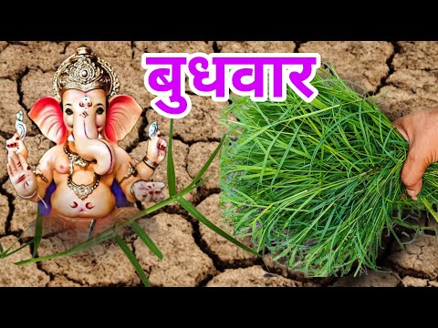 बुधवार के दिन जरूर करे 😱ये 1 काम बदल जाएगी किस्मत हर इच्छा होगी पूर्ण #ganesh