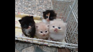 Cute Kitten AI Generate Image