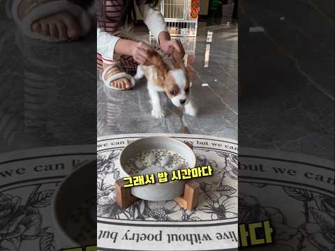 밥만 보면 달려드는 강아지의 놀라운 이유