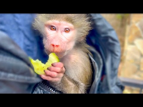 Люся МОМЕНТАЛЬНО ПРИТИХЛА услышав ссоры между гамадрилами своей стаи!