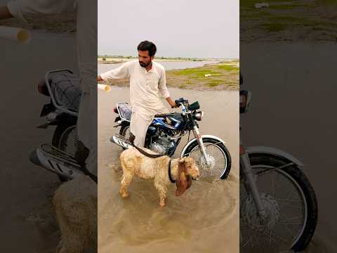 Pani mein sheep k uper nag pakda
