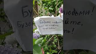 бузок 💜