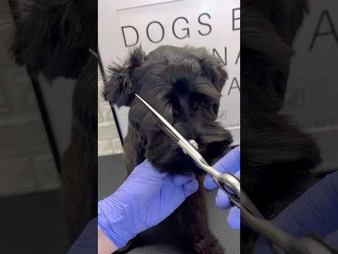 Black Schnauzer Teddy Bear Style #schnauzer #doggroomingtips #dogs