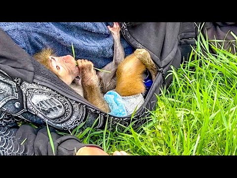 У Люси и Степашки ПОЛНЫЙ РЕЛАКС! Люсялежит как в гамаке и ИГРАЕТ ТРАВИНКОЙ! Мне б так жить