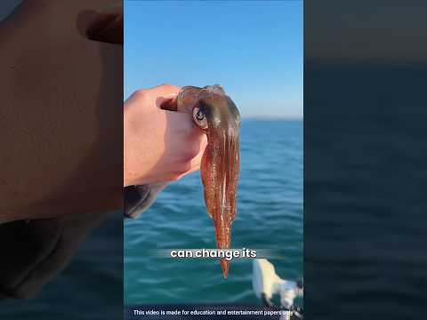 How do squids change color? #shorts