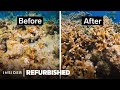 Coral Restoration and Marine Life