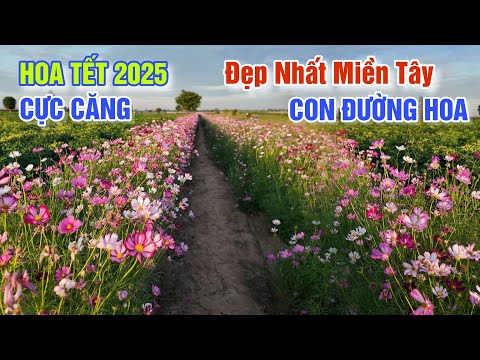 CỰC CĂNG HOA TẾT 2025 NỞ SỚM: ĐƯỜNG HOA BÊN CỒN ĐẸP NHẤT MIỀN TÂY LÀNG QUÊ TÂN CHÂU