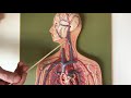 Human Circulatory System Functions