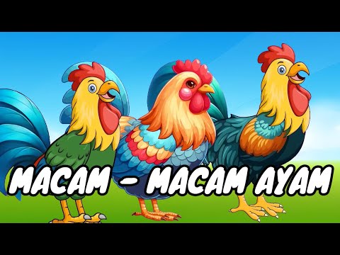 Lagu Anak 🇮🇩 Macam-macam ayam - Lagu Ayam Jago - Ayam Berkokok - Lagu Anak Indonesia