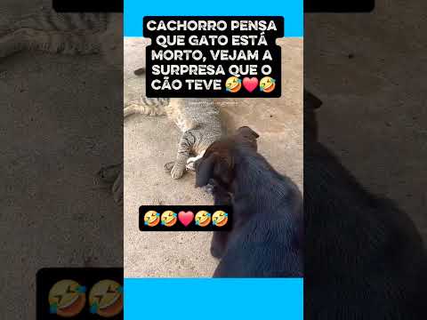 Cachorro pensa que gato está morto, vejam a surpresa que o cão teve 🤣 #youtube #shortvideos #humor