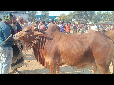 @ ২৪/১২/২৪| হাটের শেষ মুহূর্তে হাট সেরা ষাঁড় গরুটি কি বিক্রি করতে পারলেন? খোঁচাবাড়ী হাট| ঠাকুরগাঁও$