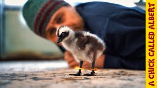She Hatched in My Hands, Then I Saw Her Legs... | Amazing Chick Recovery