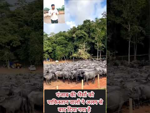 पंजाब की भैंसों को पाकिस्तान वालों ने अलग से बाद दिया है #मनीषा #justiceformanisha #panjabkivideo