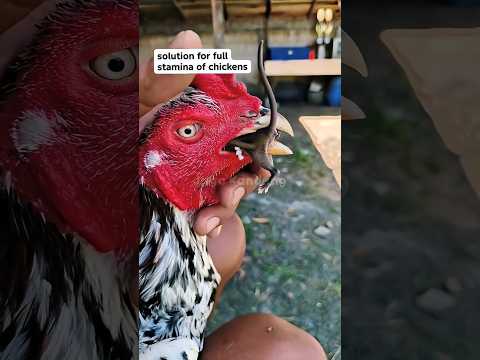 Pele ye kabi nhi deka hoga #aseelmurga #birds #roosterfarm #chicken #ytshorts #pets