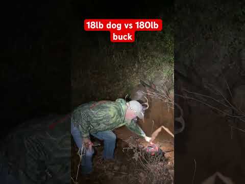 Little dog vs Big buck #hunting #deerhunting #publiclandwhitetails #deer #trackingdog #deerhunt