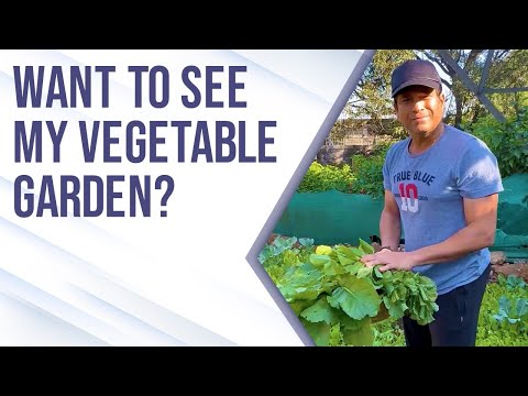 Sachin Tendulkar's vegetable garden | सचिन तेंडुलकर का सब्जियों का गार्डन