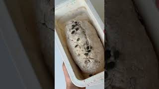 Творожный хлеб — очень вкусный и необычный🍞 Домашний хлеб, который точно получится!