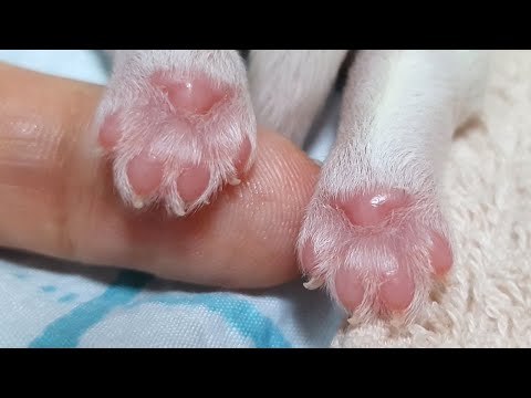 아기 강아지는 6개월 동안 얼마나 컸을까?