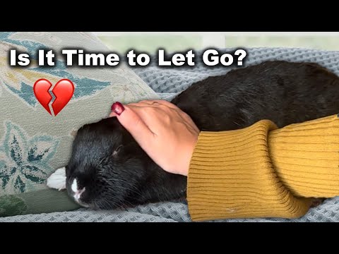 When to Euthanize Your Rabbit & What to Expect 💔 | Lennon’s Story