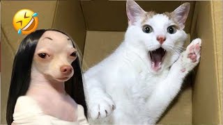 Funniest Pets Compilation: Cats and Dogs in Action! 😁🐾#funnypets #funnycats#funniestdogs #funnydogs