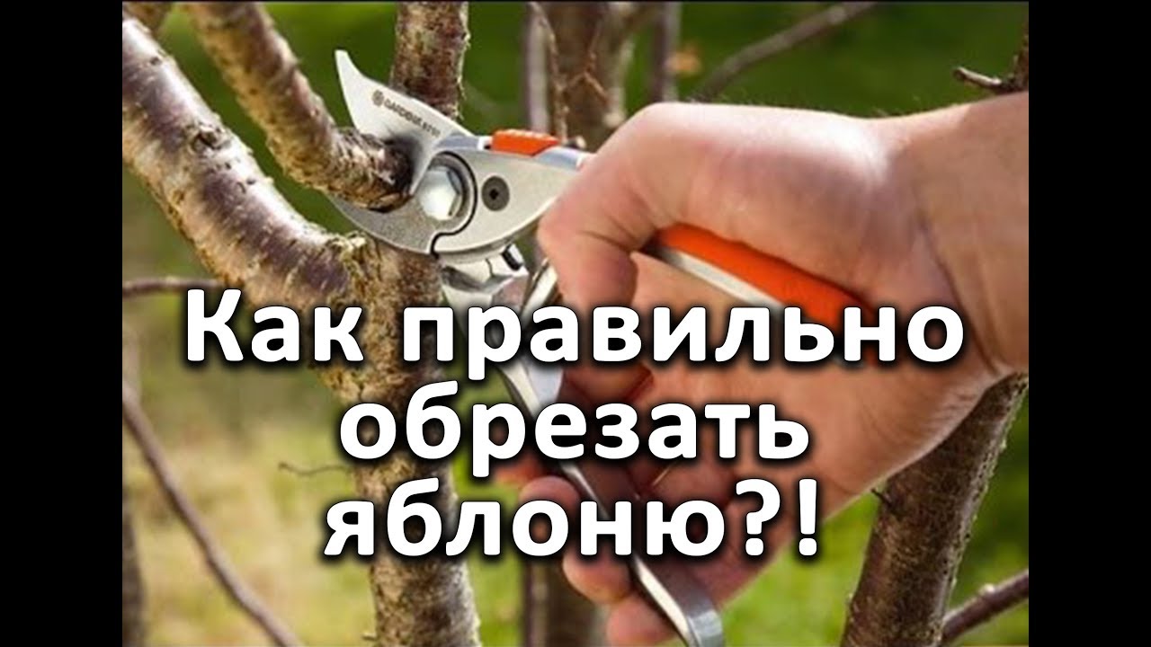 Как правильно обрезать яблони! Очень подробное видео!