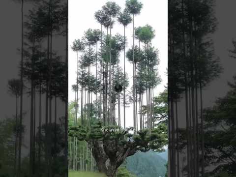 Japan मे लोग पेड काटने के लिए इस Technique का Use करते है 🤯 #shorts #youtubeshorts