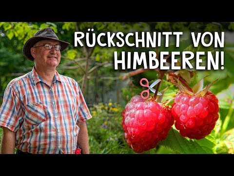 Himbeeren schneiden & pflegen im Frühjahr und Herbst! 🍇 - Der Rückschnitt einfach erklärt