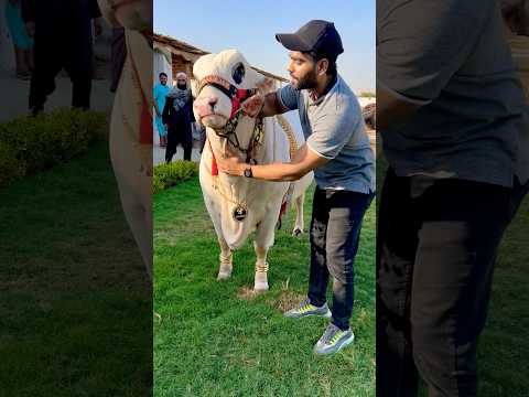 Sultan’s complete loading or unloading #qurbani2025 #cow #kashanworld #explorepage #cowvideos