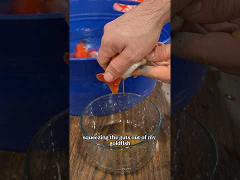 How to dry spawn your Goldfish