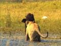 Lion Hunting Strategies and Challenges