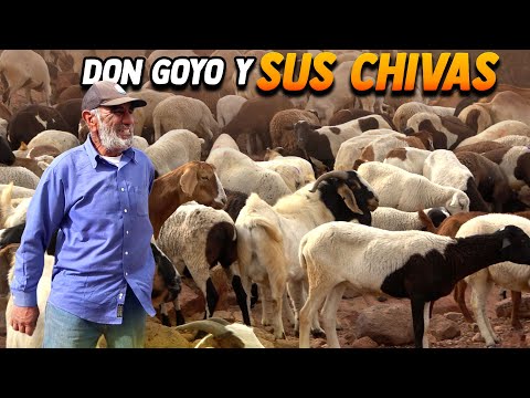 Conoce a DON GOYO y A SU REBAÑO DE CHIVAS | ALMA CORONEL