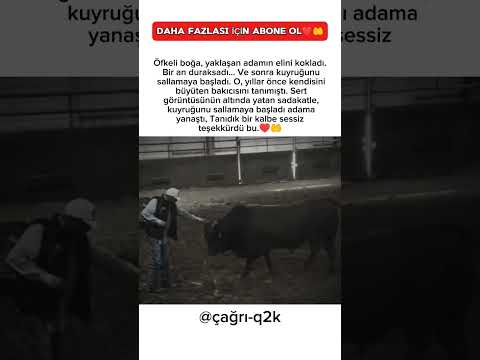 Yıllar Sonra Tanıdığı Eli Kokladı… Boğanın O Anki Tepkisi Herkesi Duygulandırdı♥️🤲
