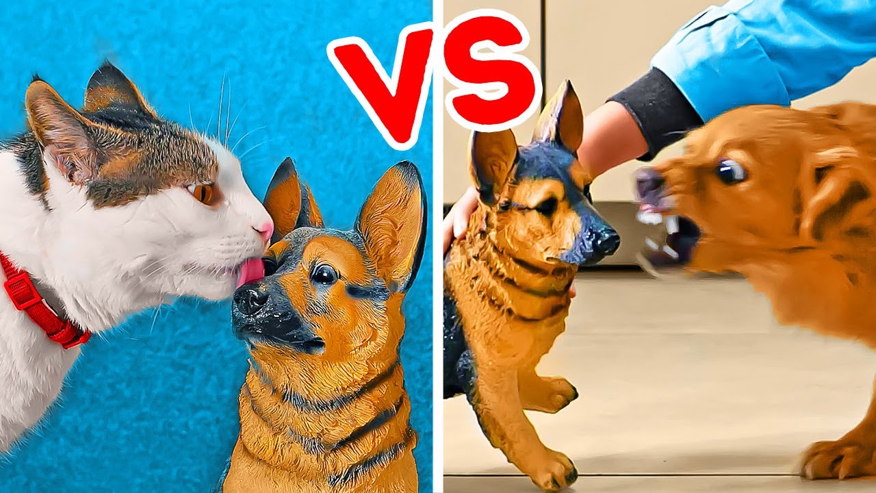 Cat vs dog -- funny pet pranks and hacks