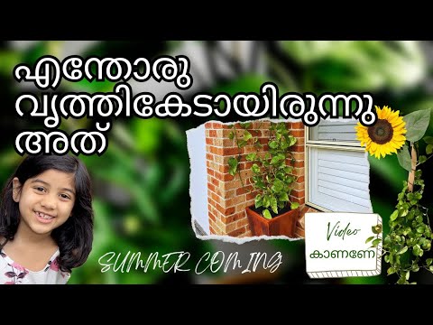 വളരെ വൃത്തികേടായി കിടന്നിരുന്ന മണിപ്ലാന്റ് ഇന്ന് ഞങ്ങൾ കിടുവാക്കി