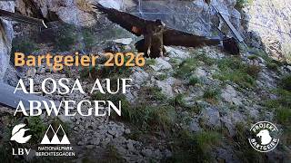 Alosa ist ausgeflogen | Bartgeierwebcam 2026