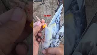 teddy offer #pigeons_corner #pigeon #pigeons_corner #pigeon #samisattipigeonclubrwpandisb #kabootar