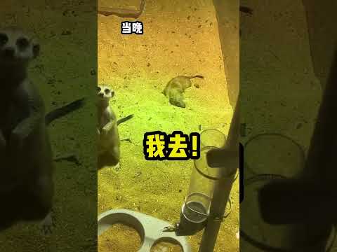被迫養了一隻土撥鼠是什麼體驗…… 土撥鼠入侵狐獴群 #王小怪  #動物圈 #魚類 #土撥鼠 #狐獴