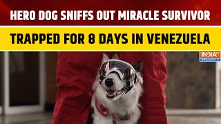 Venezuela: Mexican Red Cross Dog Halley Finds Survivor Trapped For 8 Days In Rubble | World News